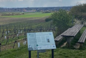 Tisch des Weins - Osthofen- Westhofen © Christiane Behm Tisch des Weins - Osthofen- Westhofen © Christiane Behm