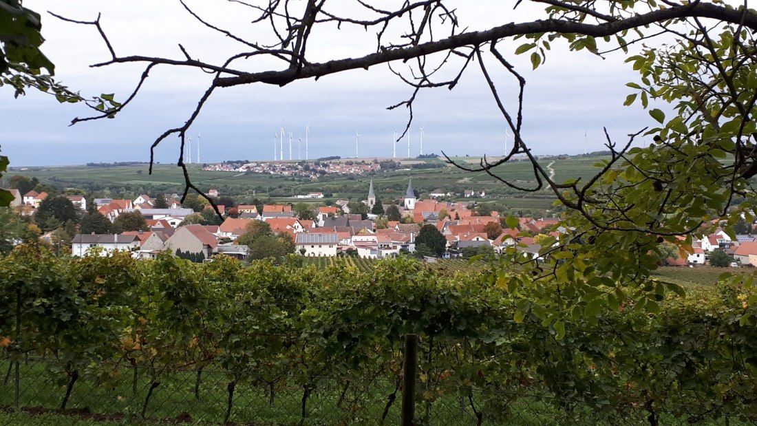 Weingut Maik Hahn_Gundersheim, © Weingut Maik Hahn Weingut Maik Hahn_Gundersheim, © Weingut Maik Hahn