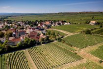 Dalsheimer Bürgel Dalsheimer Bürgel