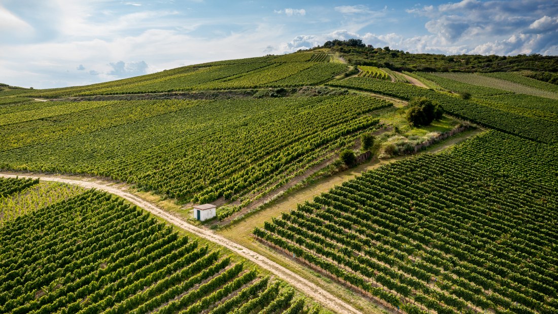 Gau-Odernheimer Herrgottspfad Gau-Odernheimer Herrgottspfad