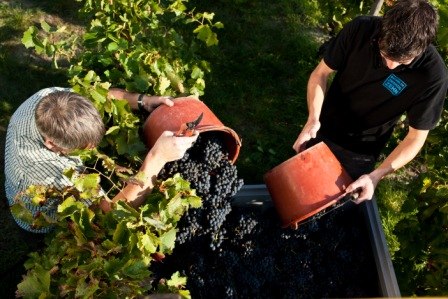 Weingut Zimmer-Mengel_Weinlese, © Weingut Zimmer-Mengel Weingut Zimmer-Mengel_Weinlese, © Weingut Zimmer-Mengel