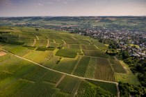 Ingelheimer Horn Ingelheimer Horn