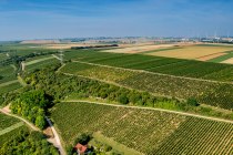 Laubenheimer Johannisberg Laubenheimer Johannisberg