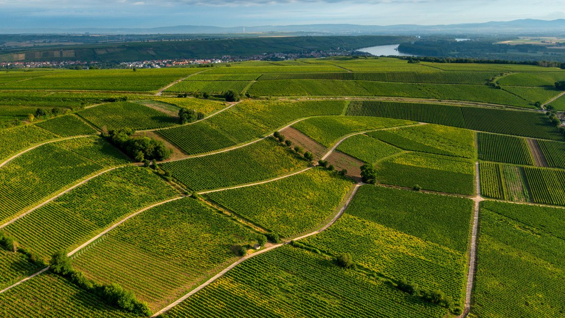 Oppenheimer Sackträger Oppenheimer Sackträger