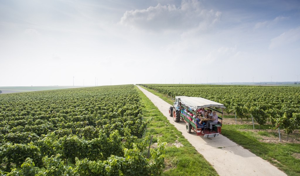 Weingut Helmut Best_Funzelfahrt, © Weingut Helmut Best Weingut Helmut Best_Funzelfahrt, © Weingut Helmut Best