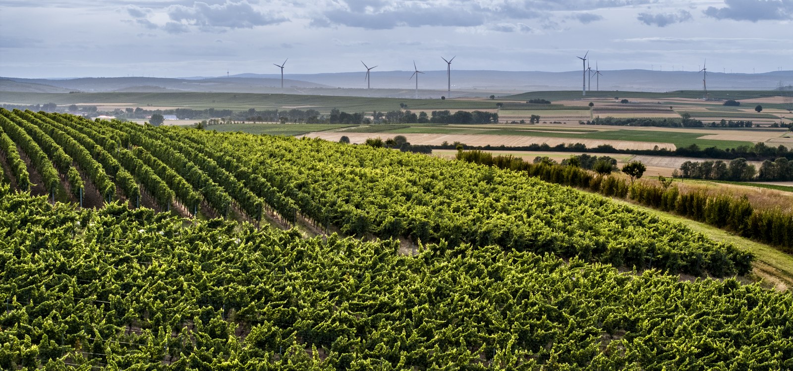 Bermersheimer Hildegardisberg Bermersheimer Hildegardisberg