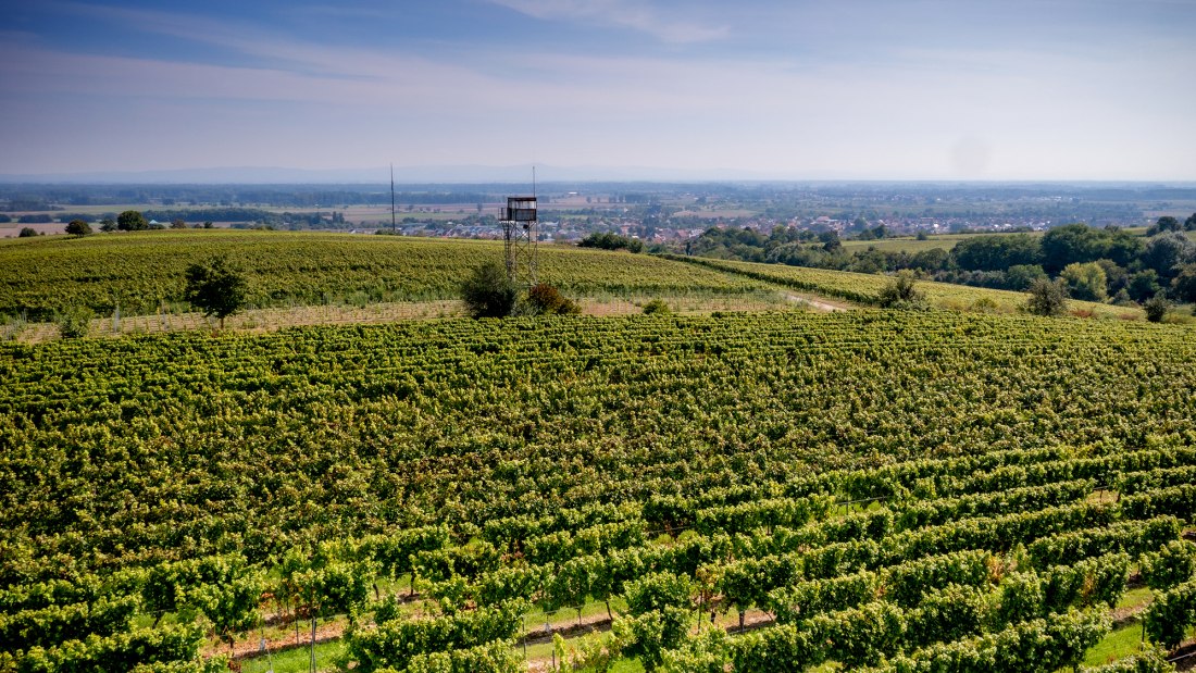 Guntersblumer Steig-Terrassen Guntersblumer Steig-Terrassen