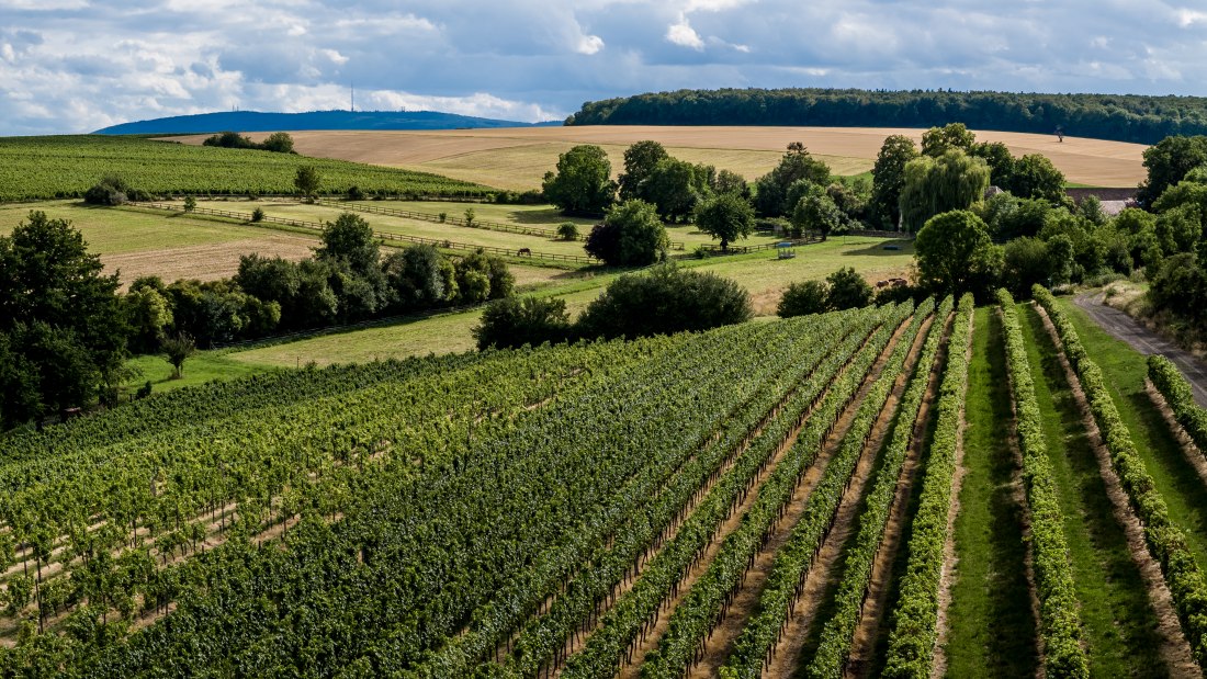 Mauchenheimer Sioner Klosterberg Mauchenheimer Sioner Klosterberg