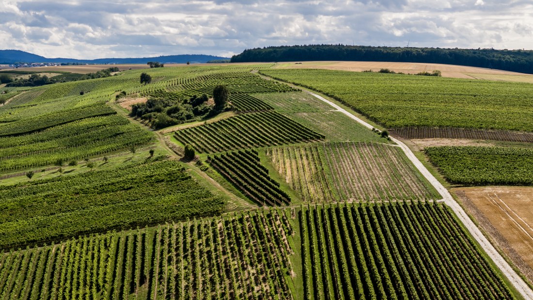 Mauchenheimer Sioner Klosterberg Mauchenheimer Sioner Klosterberg