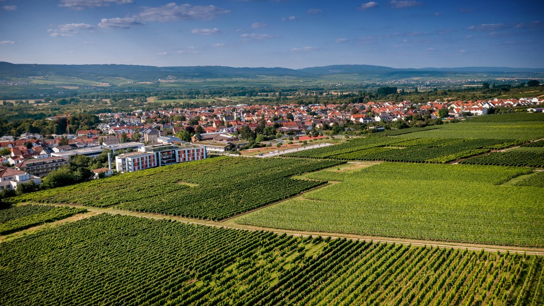 Ingelheimer Höllenweg Ingelheimer Höllenweg
