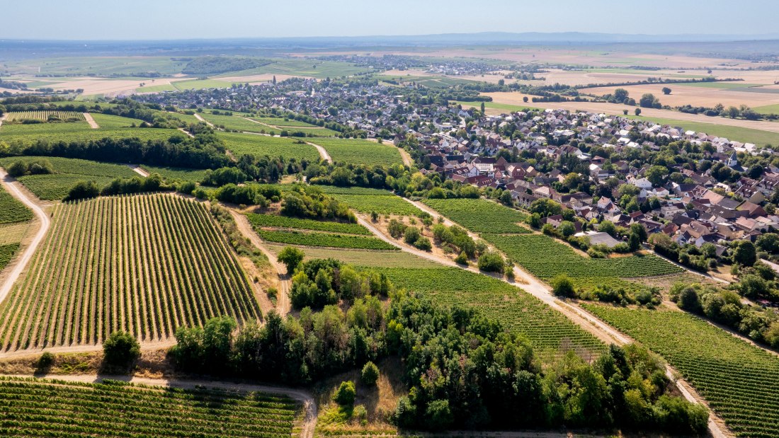 Harxheimer Schloßberg-036 Kopie, © Torsten Silz Harxheimer Schloßberg-036 Kopie, © Torsten Silz