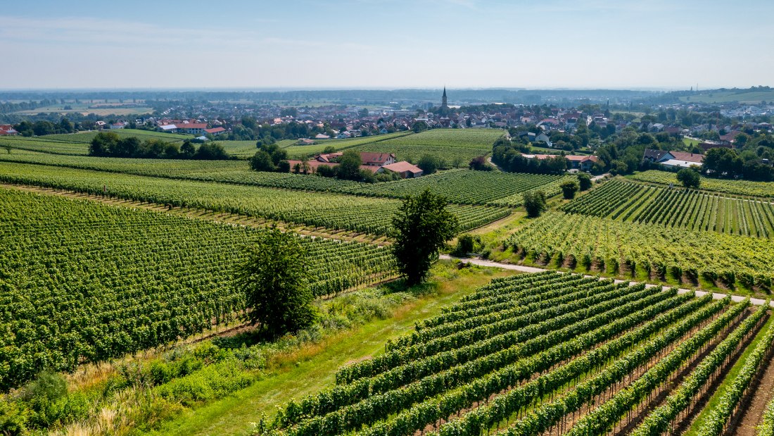Bodenheimer Hoch Bodenheimer Hoch