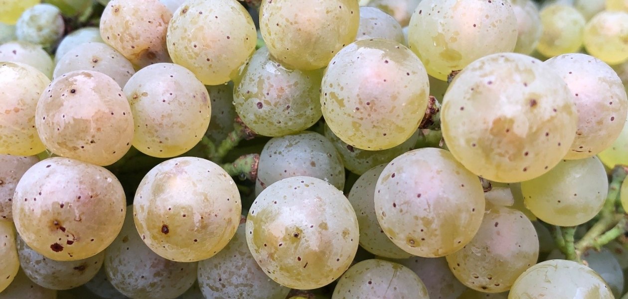 Weingut Seebrich_Herbst, © Weingut Seebrich Weingut Seebrich_Herbst, © Weingut Seebrich