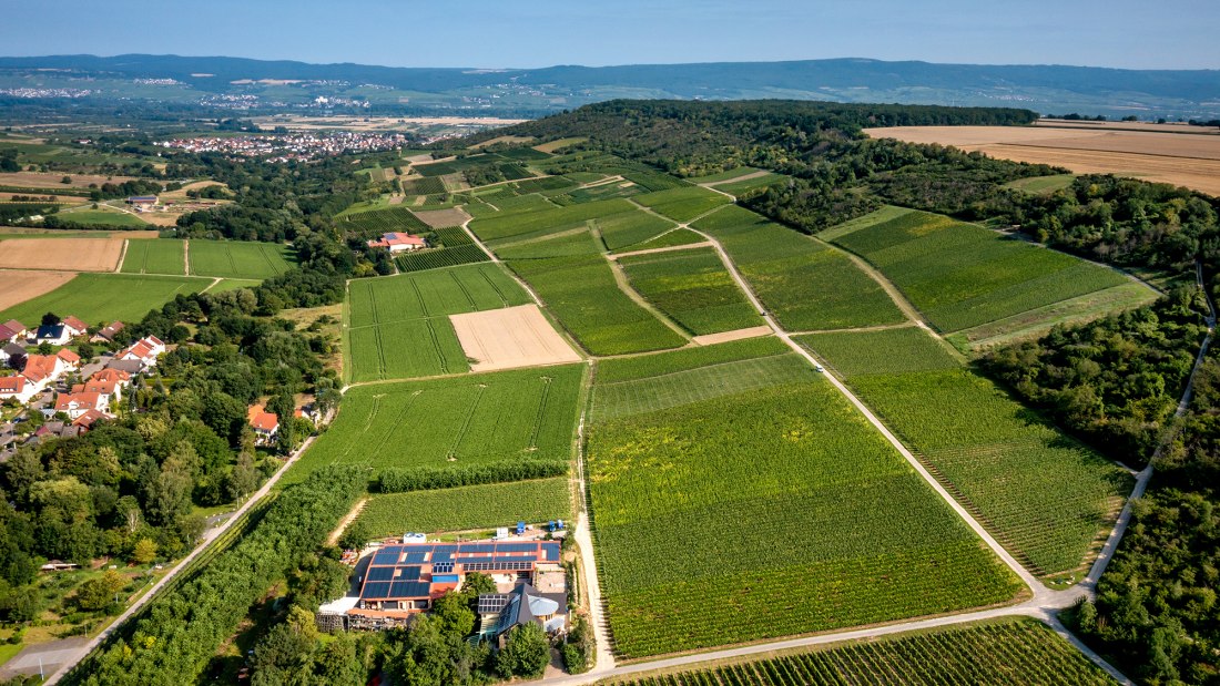 Gau-Algesheimer Goldberg Gau-Algesheimer Goldberg