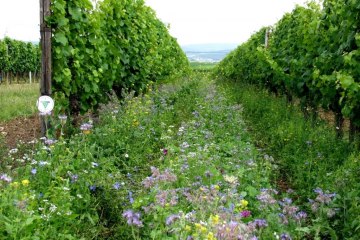 Weingut Brühler Hof_Begruenung, © Weingut Brühler Hof Weingut Brühler Hof_Begruenung, © Weingut Brühler Hof