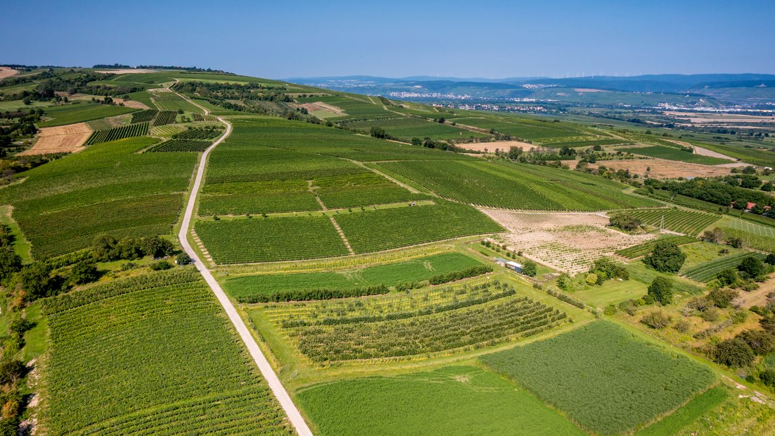 Gau-Algesheimer Goldberg Gau-Algesheimer Goldberg