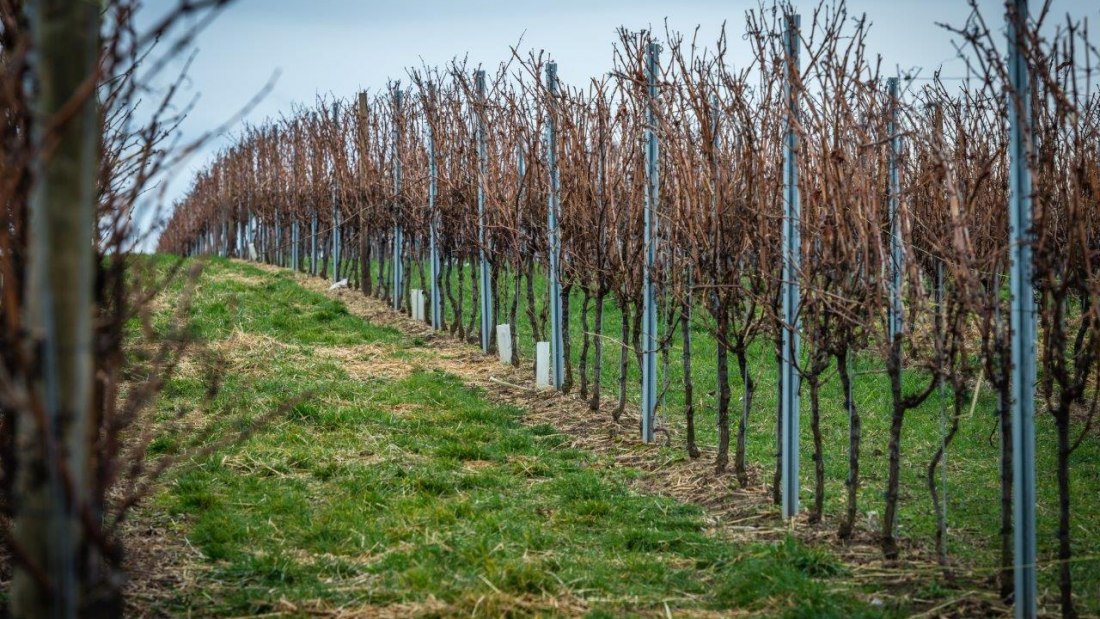 Weingut Georg Mahn_Weinberg, &copy; Weingut Georg Mahn