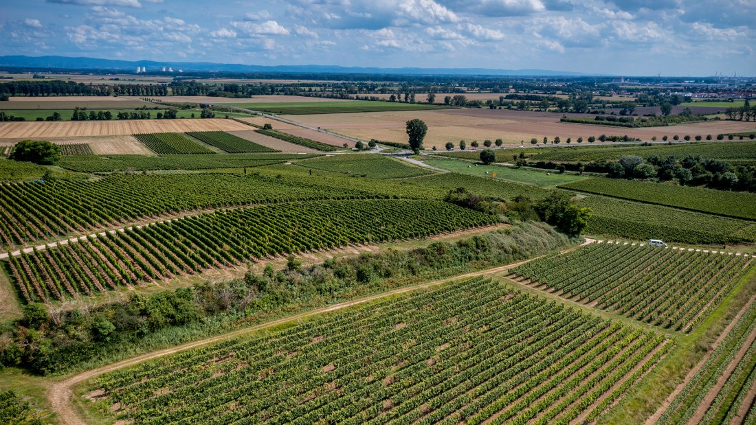 Bechtheimer Geyersberg