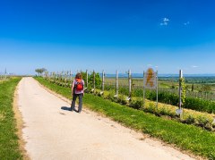 RheinTerrassenWeg in Bechtheim &copy; Rheinhessen-Touristik GmbH - Karl-Georg M&uuml;ller