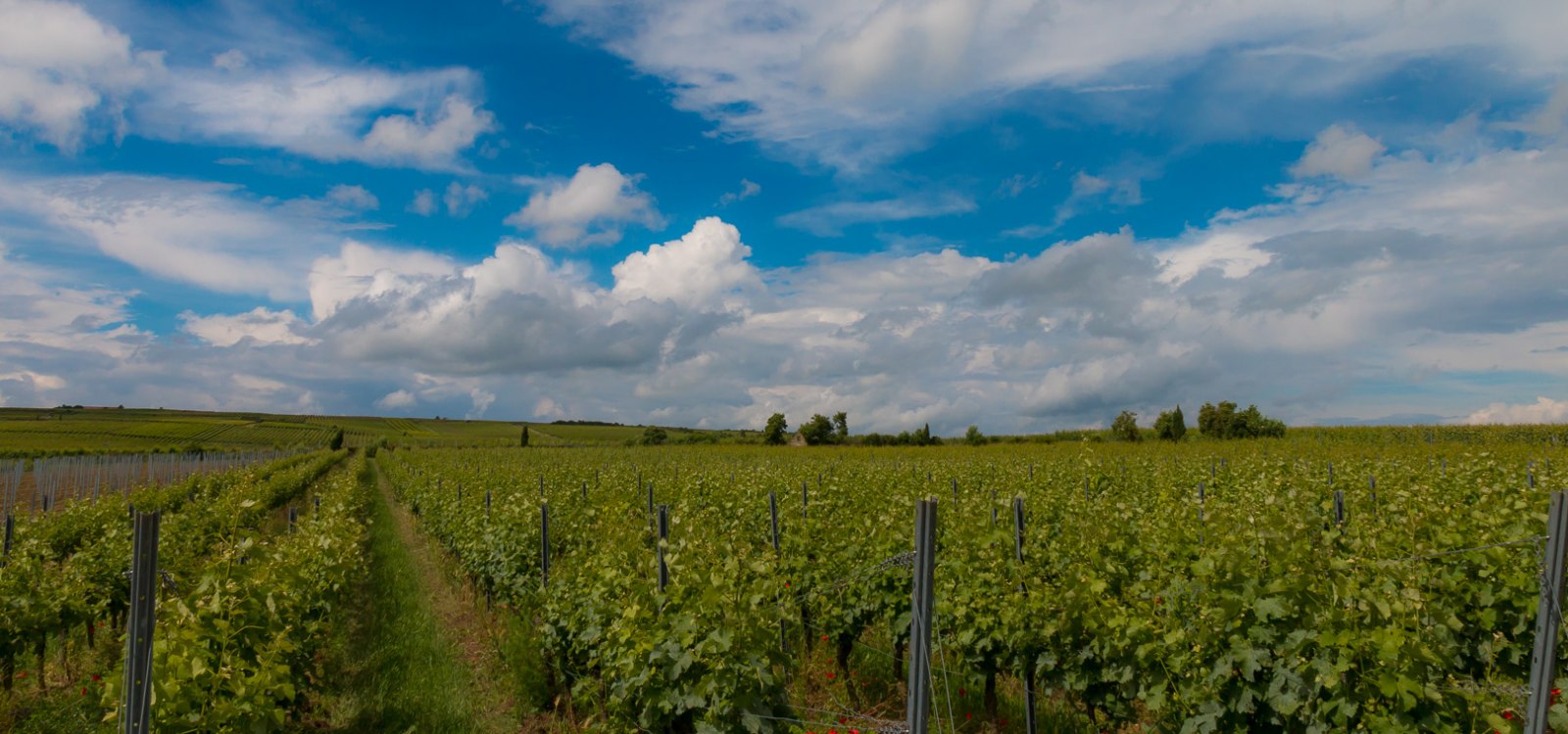 Weinberge im Wonnegau, © Ulrich van Wasem