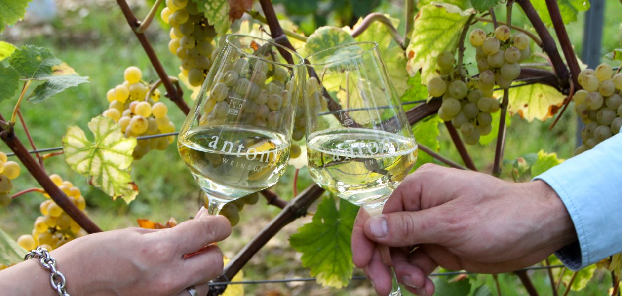 Weingut Antony_Weingläser, © Weingut Antony