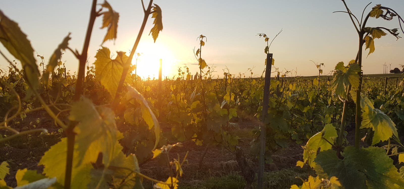 Weingut Johann P. Beyer_Landschaft, &copy; Weingut Johann P. Beyer