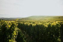 Winzerhof Diegel_Weinreben, © Winzerhof Diegel