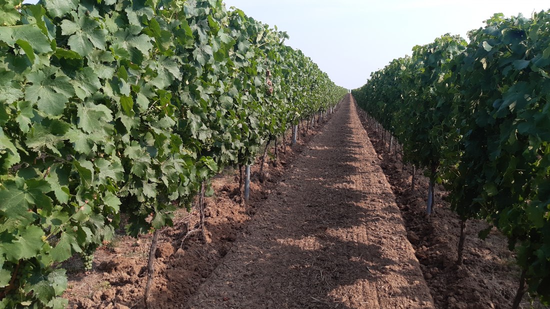 Weingut Holzm&uuml;hle_Weinreben 2, &copy; Weingut Holzm&uuml;hle