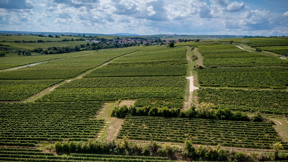 Bechtheimer Geyersberg