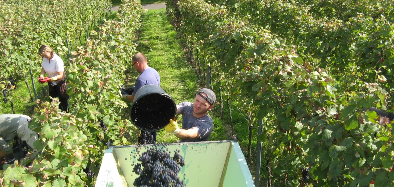 Weinlese im Schlo&szlig;gut Schmitt Guntersblum, &copy; Schlo&szlig;gut Schmitt