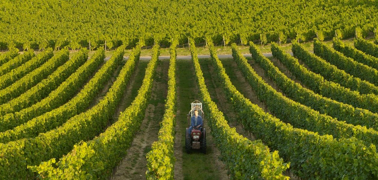 Weingut Baumann_Weinreben, &copy; Weingut Baumann