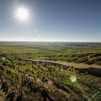 Weingut Geil Landschaft