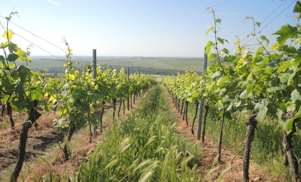 Weingut Mankel_Weinreben, &copy; Weingut Mankel