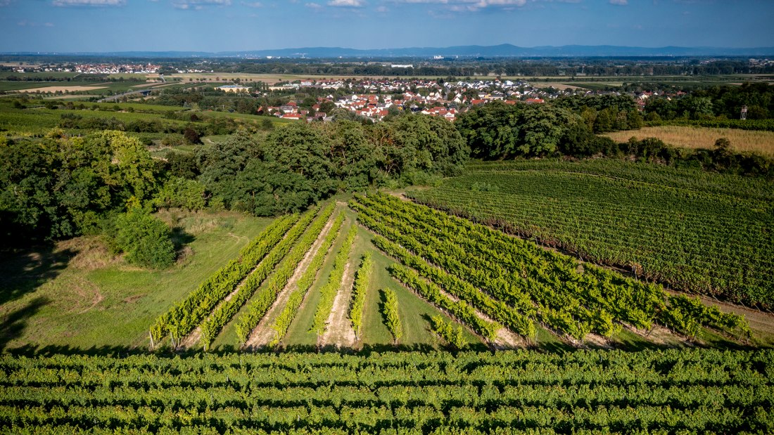 Alsheimer Fr&uuml;hmesse