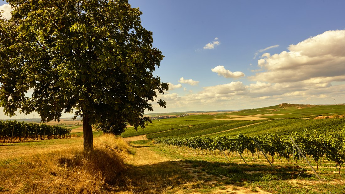 Weingut Johanneshof_Weinberge, &copy; Weingut Johanneshof