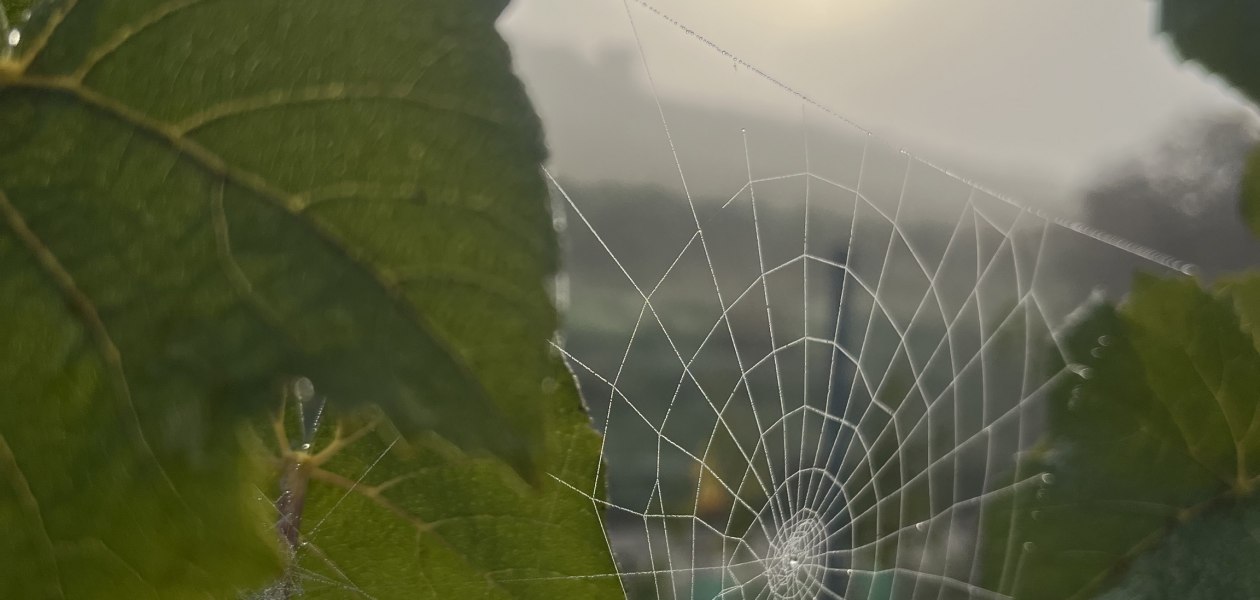 Bio Weingut Hellmich_Spinnennetz Weinblatt, &copy; Bio Weingut Hellmich