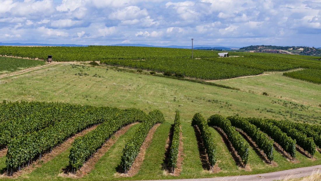 Tiefenthaler Graukatz