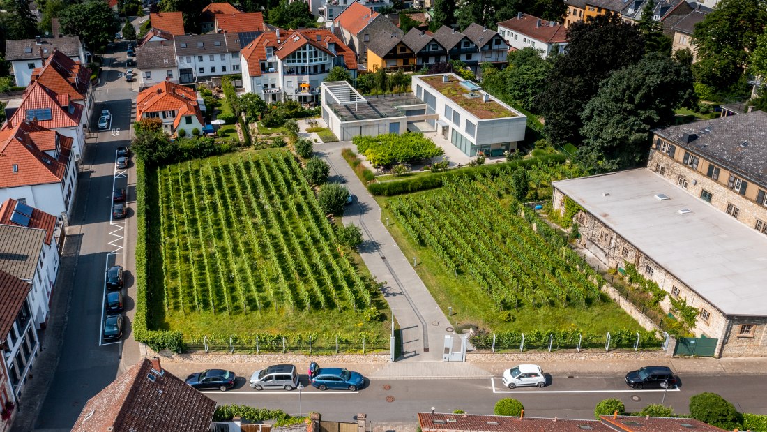 Ingelheimer Sonnenberg-DJI_0034.DNG, &copy; Torsten Silz