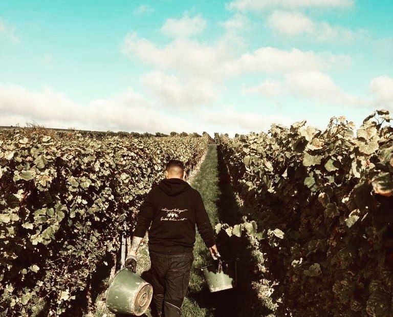 Weingut Wissgott_Weinberg, &copy; Weingut Wissgott