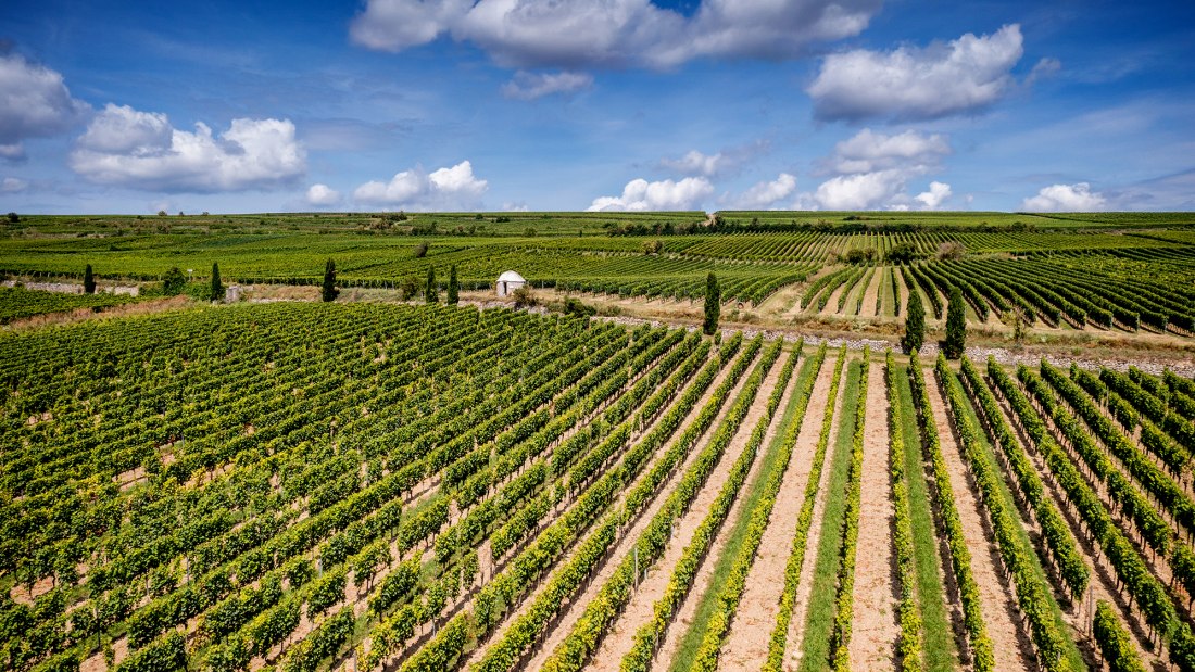 Westhofener Morstein