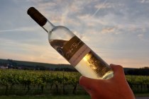 Weingut Otto Becker_bei Sonnenuntergang, &copy; Weingut Otto Becker
