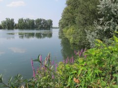 Altrheinerlebnispfad &copy; Verbandsgemeinde Eich