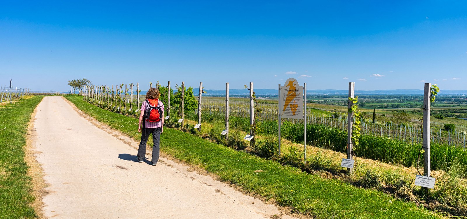 RheinTerrassenWeg in Bechtheim, © Rheinhessen-Touristik GmbH - Karl-Georg Müller