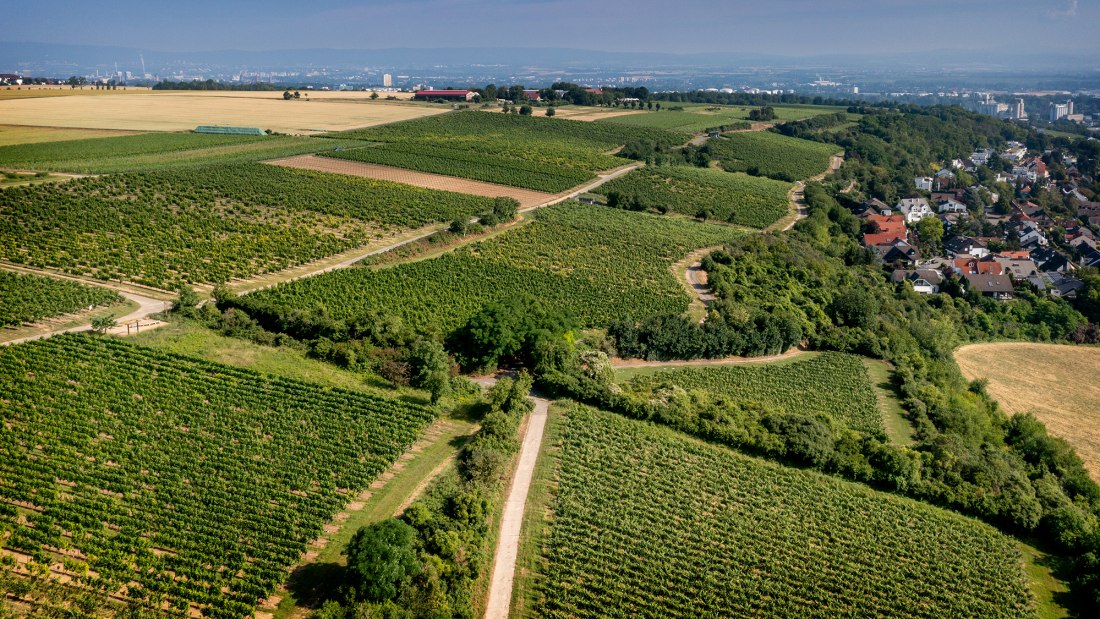 Laubenheimer Johannisberg