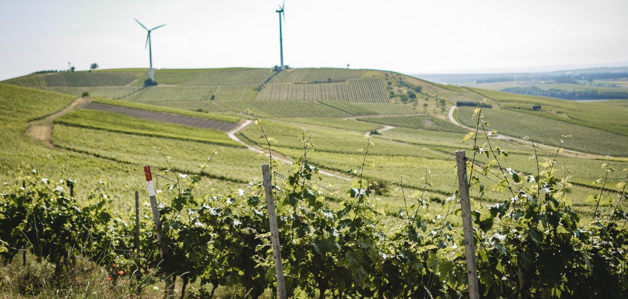 Weingut-Abthof-Juni-2021-DRUCK-1, &copy; Weingut Abthof