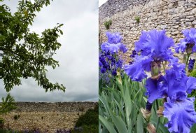 Rheingr&uuml;n Hofgarten &copy; Iris Leonhardt