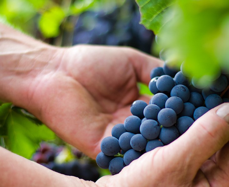 Weingut Reck_Weintraube, &copy; Weingut Reck