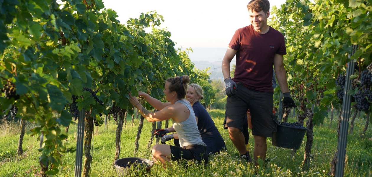 DSC04758, © Weingut Doll & Göth