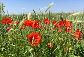 Mohnfeld im Herzen Rheinhessens &copy; Doris Treffert-R&ouml;&szlig;