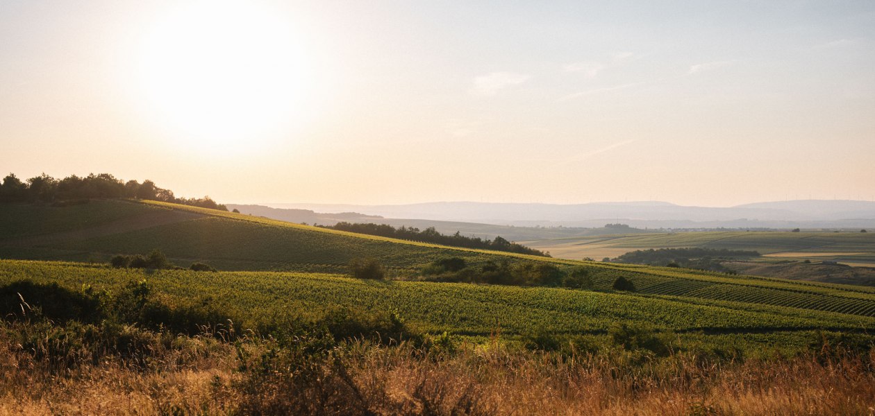 Weingut M&uuml;ller-Oswald_Weinberge, &copy; Weingut M&uuml;ller-Oswald